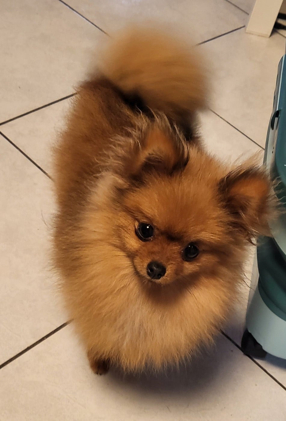 Du Chêne Brisé Arley Queen