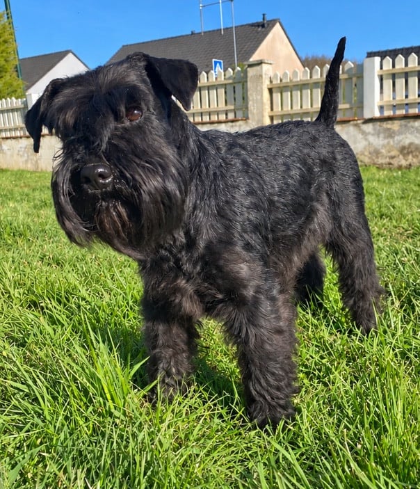 Les Schnauzer miniature de l'affixe   des Barbus de la Vallet