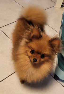 Du Chêne Brisé Arley Queen