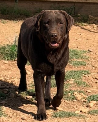 Étalon Labrador Retriever - UKY dit Lucky du clos du barrian