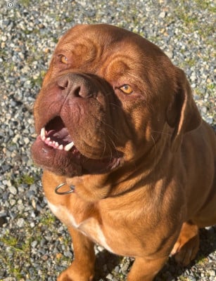 Étalon Dogue de Bordeaux - Veepee Des Songeurs O'Crocs Blancs