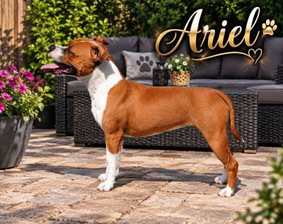 Étalon Staffordshire Bull Terrier - A gaia for ever The Jocker's Bullyhouse