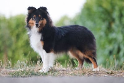 Étalon Shetland Sheepdog - "Anakin" Fernando Gyvenimo Energija