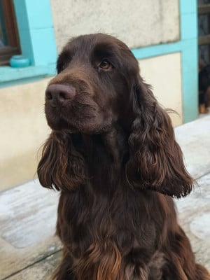 Étalon Cocker Spaniel Anglais - VI De L'Etoile Fortifiée
