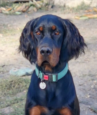 Étalon Setter Gordon - Black Pearl De La Pierre De Lave