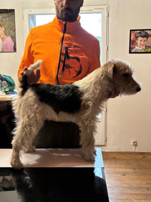 Étalon Fox Terrier Poil Dur - Bonheur Des terres de la rouquette