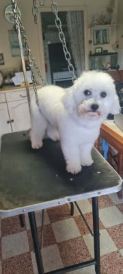Étalon Bichon Frise - asslan mady'n alphysia Titre Initial