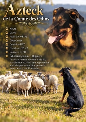 Étalon Berger de Beauce - Azteck De La Comté Des Odins