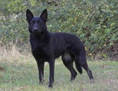 Étalon Berger Allemand - Akira « Huguette » Du domaine d Hilara