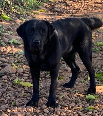 Étalon Labrador Retriever - TERRY du clos du barrian