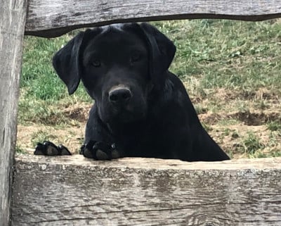 Étalon Labrador Retriever - Azalee By Champs'Or