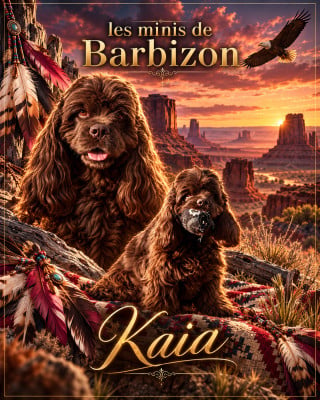Étalon American Cocker Spaniel - WENDY estvind nat