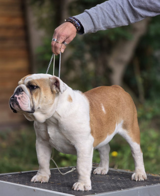 Étalon Bulldog Anglais - AVE CESAR Des éclats De Cassiopée