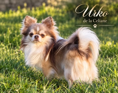 Urko de la celiane