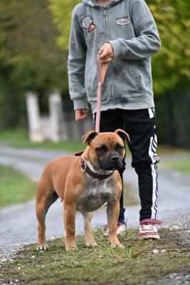 Étalon Staffordshire Bull Terrier - Azùcena Du Saut Du Roi