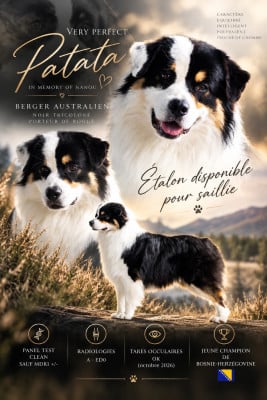 Étalon Berger Australien - Very perfect patata In Memory Of Nanou