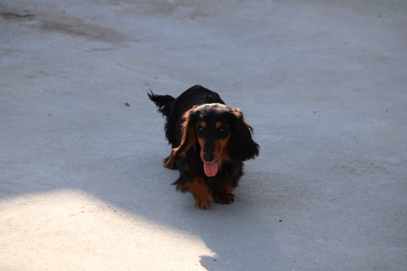 Les Teckel poil long de l'affixe   Des Narcisses Du Royaume D'egypte