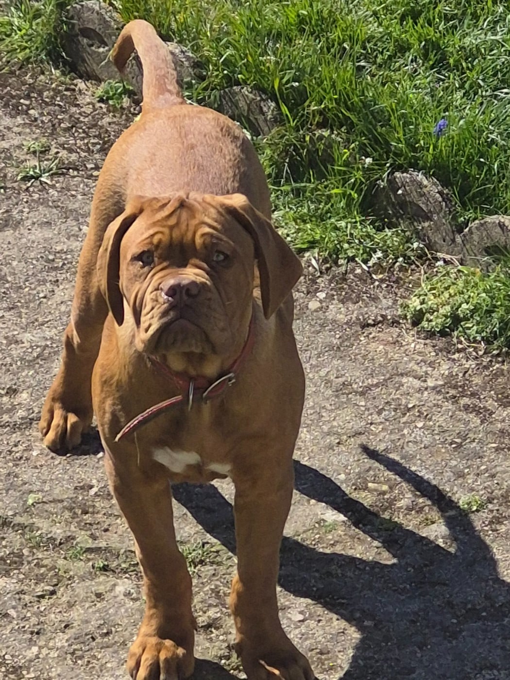 Les Dogue de Bordeaux de l'affixe   Des compagnons de la belle Etoile