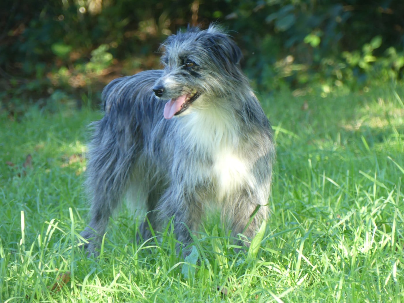 Les Berger des Pyrenees à face rase de l'affixe   de Loubajac