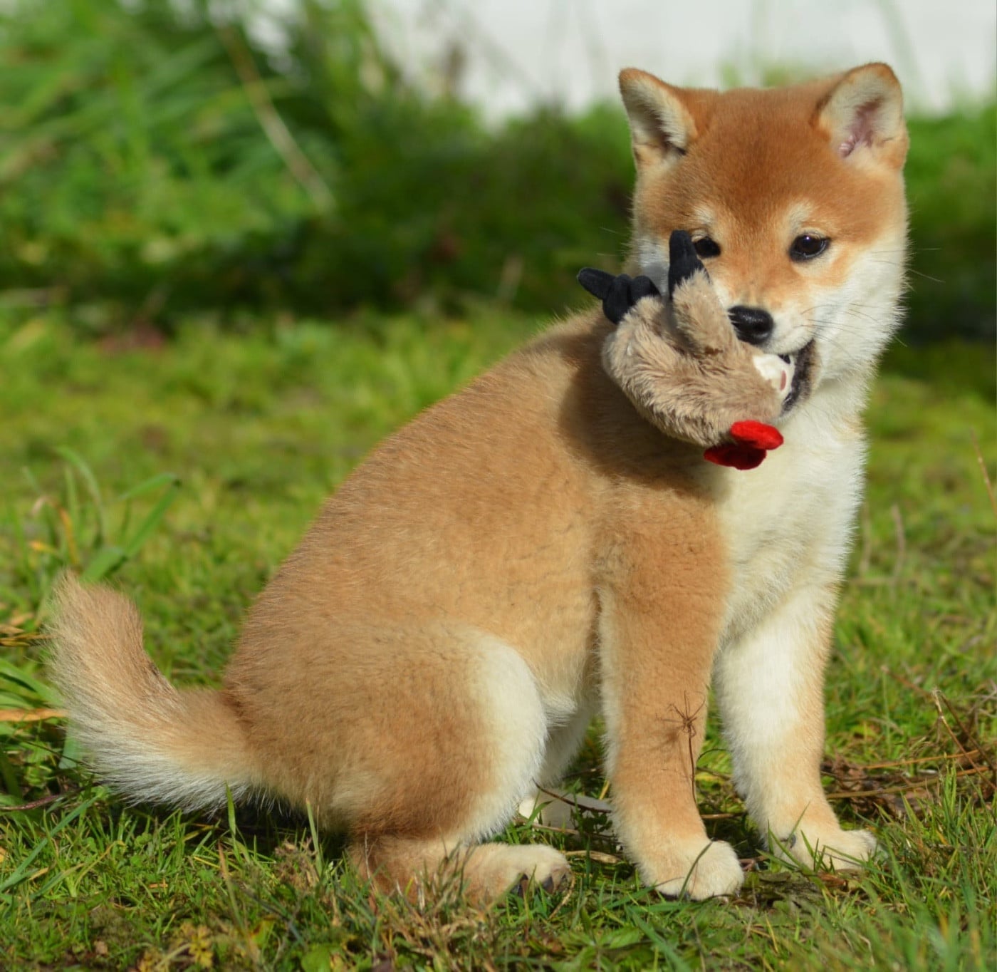 Les Shiba de l'affixe   du Cèdre Enchanté