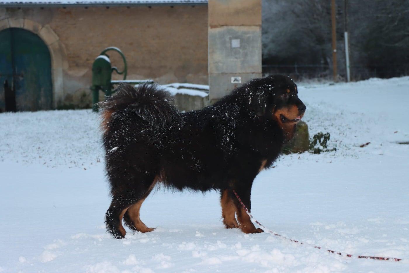 Les Dogue du Tibet de l'affixe   Of Gold In The Heart