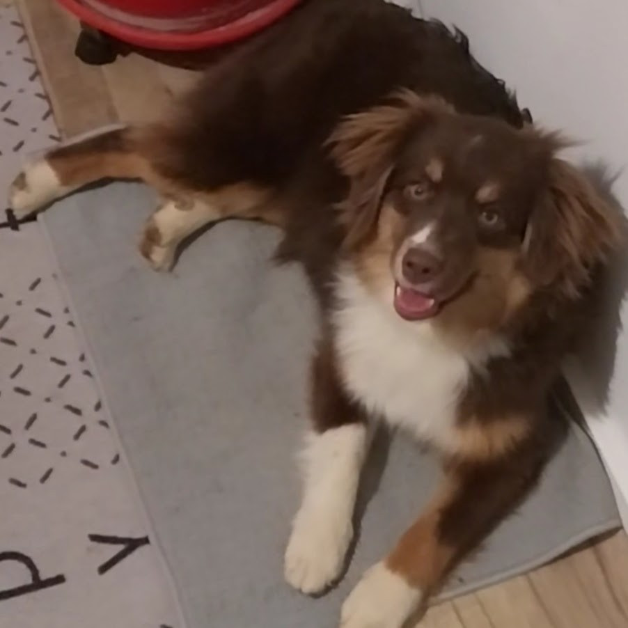 Les Berger Américain Miniature  de l'affixe   Du Domaine De Lasti D'Hamilaga