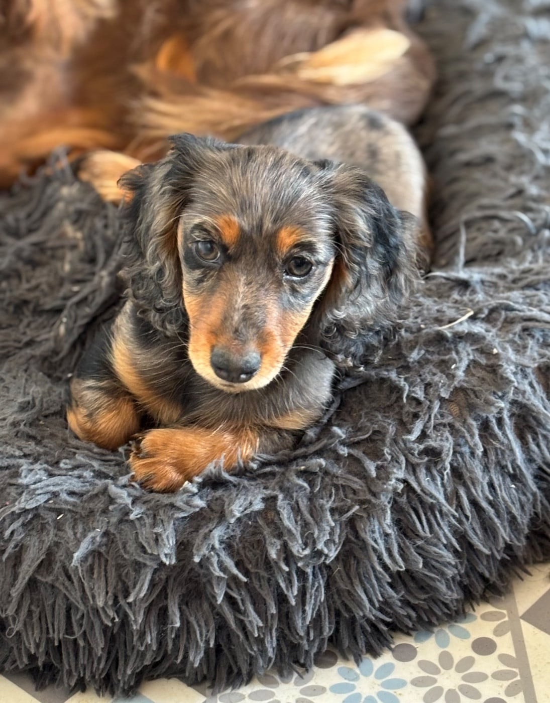 Les Teckel poil long de l'affixe   Des Pinscheboules