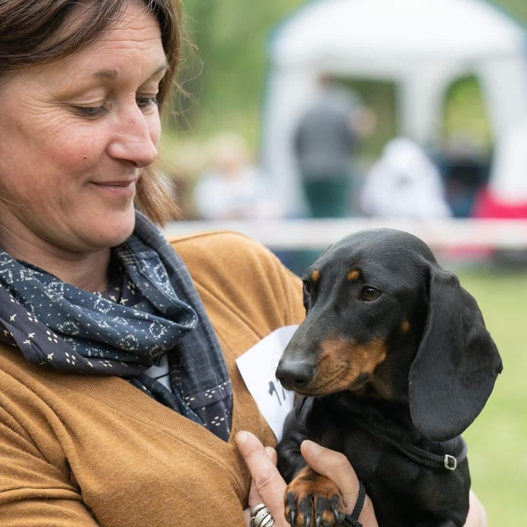 Les Teckel poil ras de l'affixe   Du Domaine Des Quartaniers