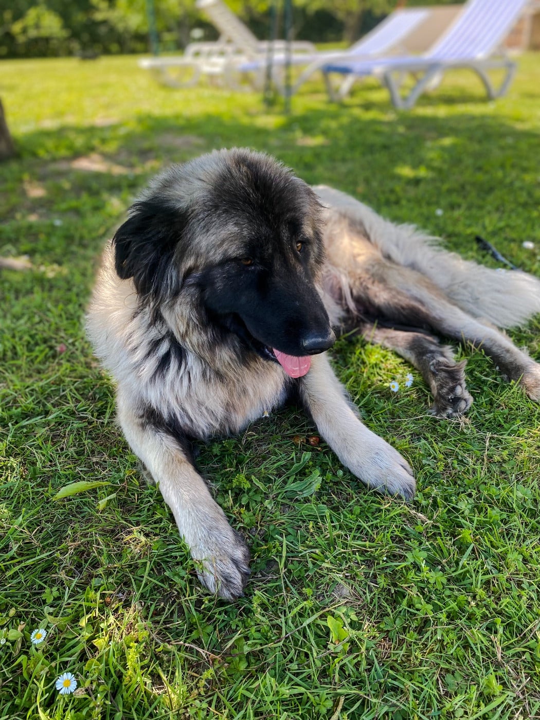 Les Chien de la Serra Estrela de l'affixe   Michael Toulzac