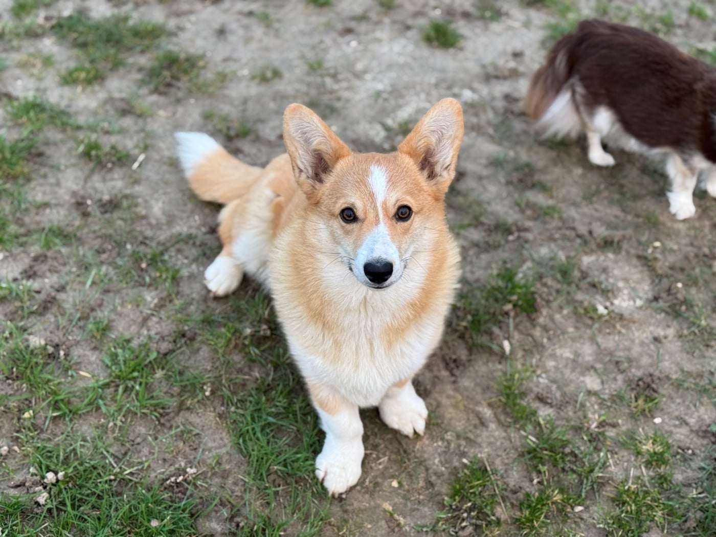 Les Welsh Corgi Pembroke de l'affixe   Michael Toulzac