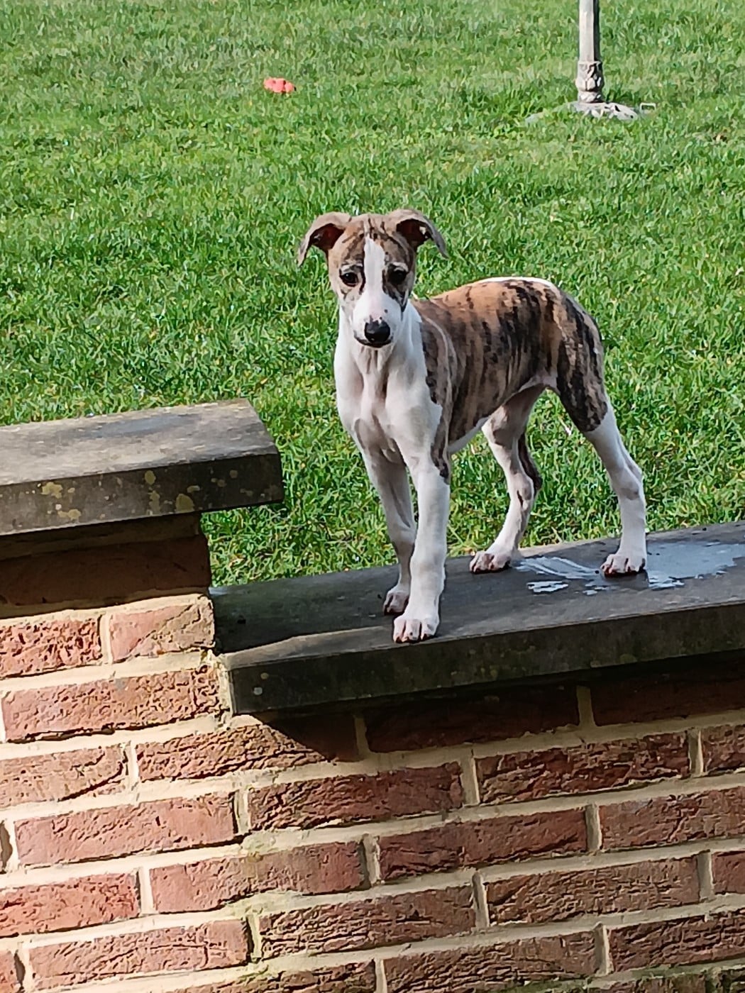 Les Whippet de l'affixe   Du Sureau