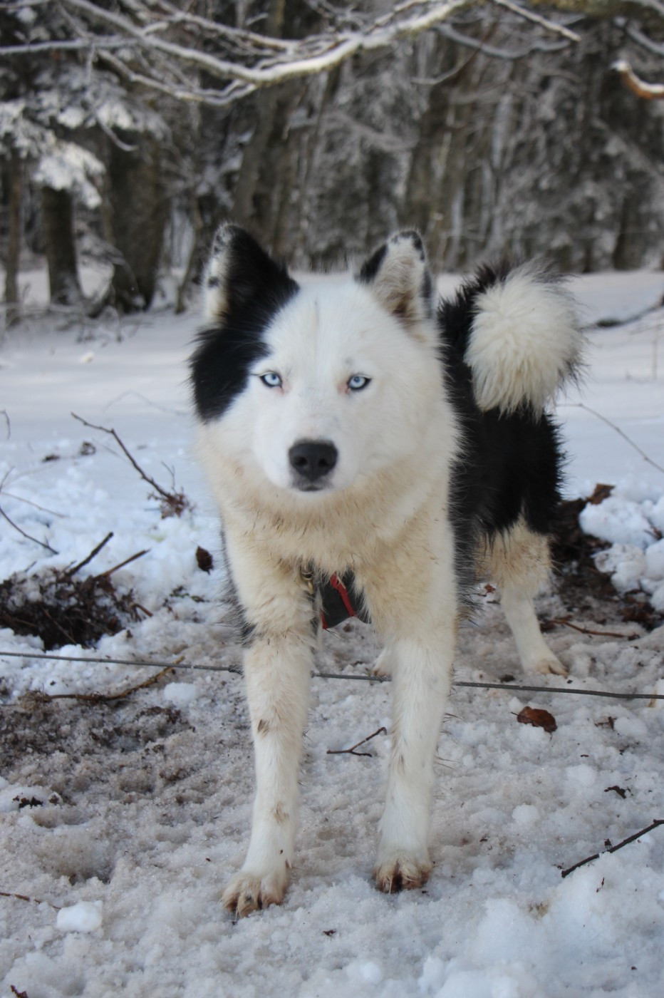 Les Laika de iakoutie de l'affixe   De Terre Sauvage Ariege