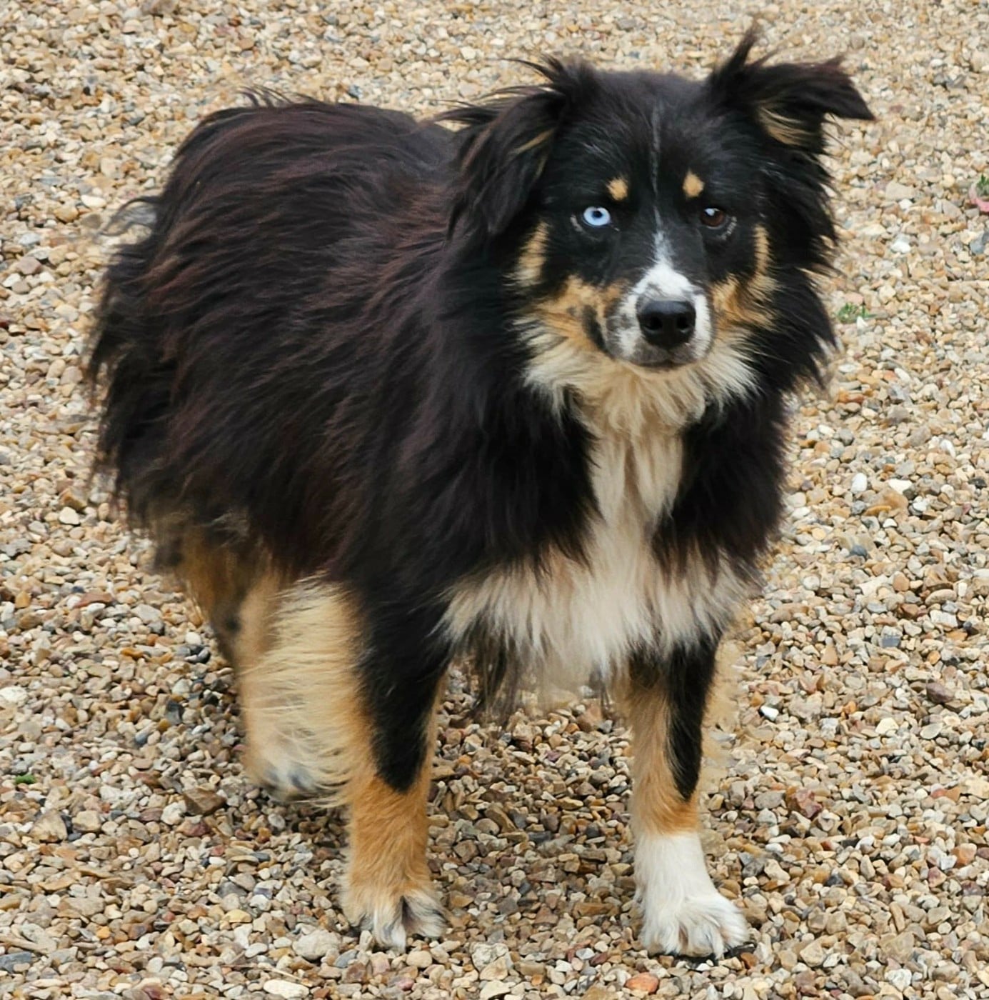 Under Pressure de l'Angelarde