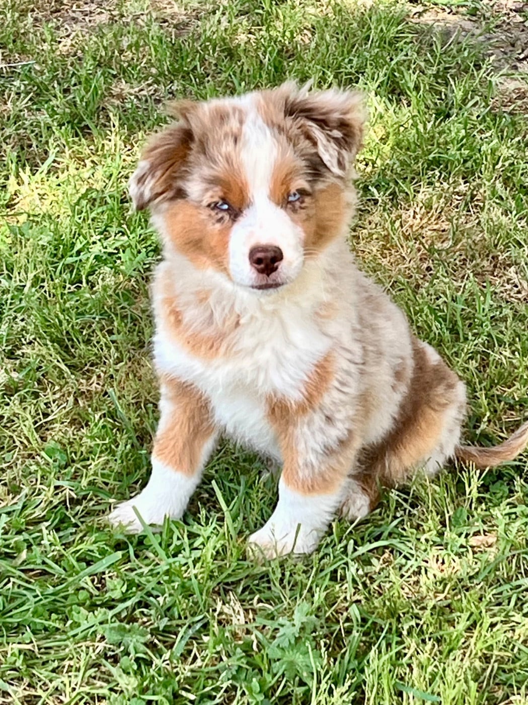 Les Berger Américain Miniature  de l'affixe   of Beauties the Isle