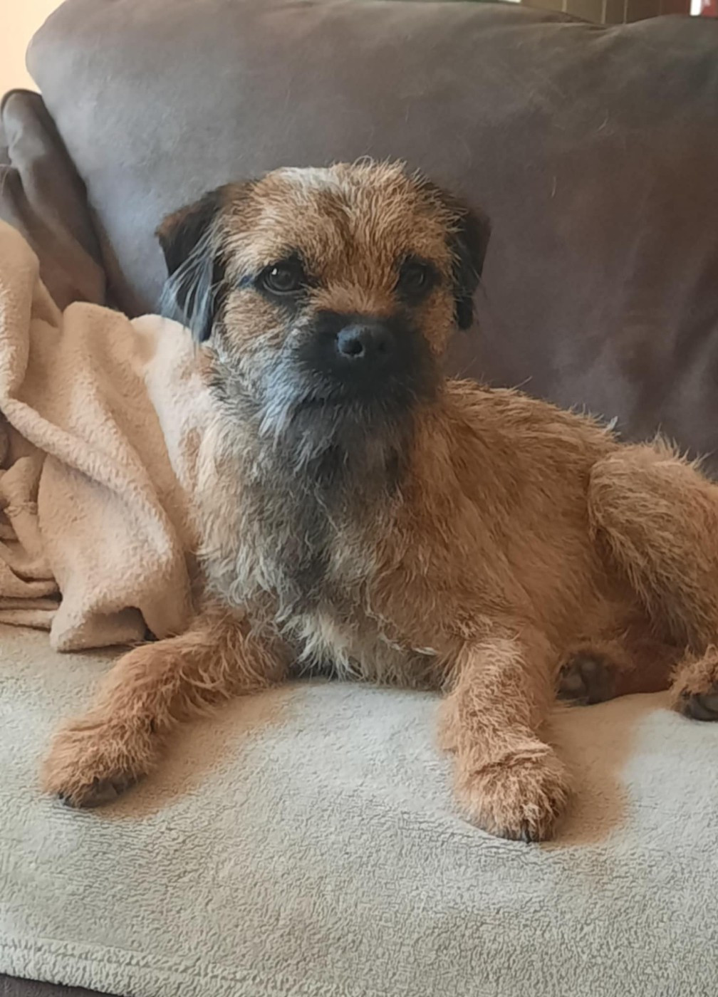 Les Border Terrier de l'affixe   Des Divines Capucines