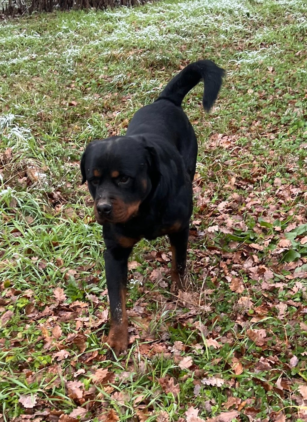 Les Rottweiler de l'affixe   Of Royal Blue Angel