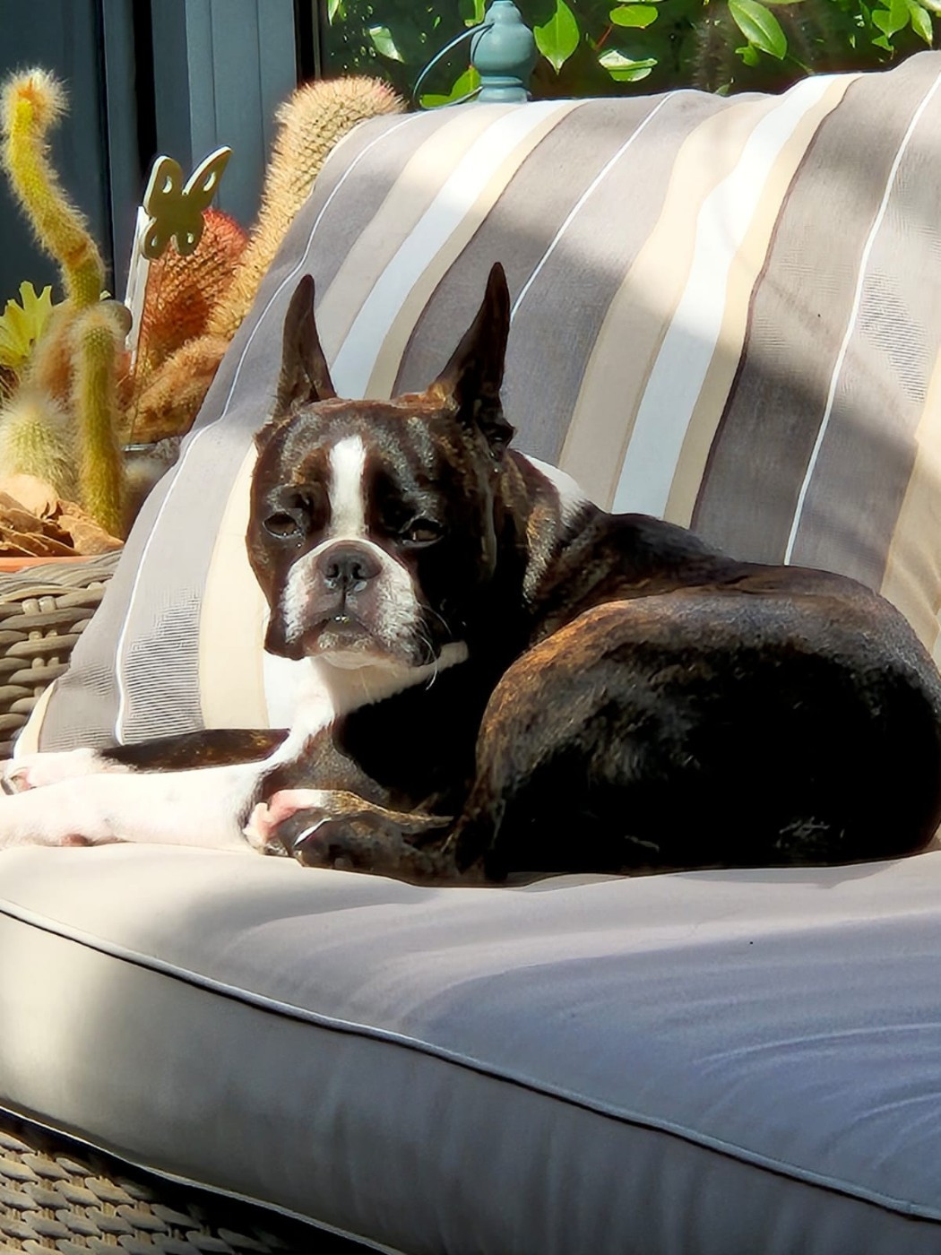 Les Boston Terrier de l'affixe   du Temple des Gremlins
