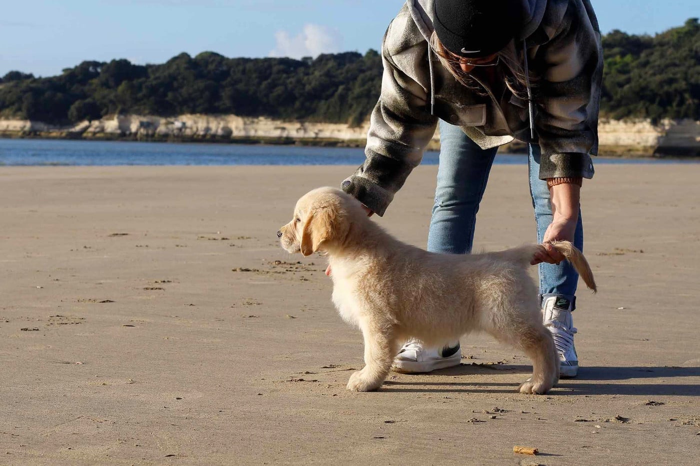 Les Golden Retriever de l'affixe   De L'Aussie Happy