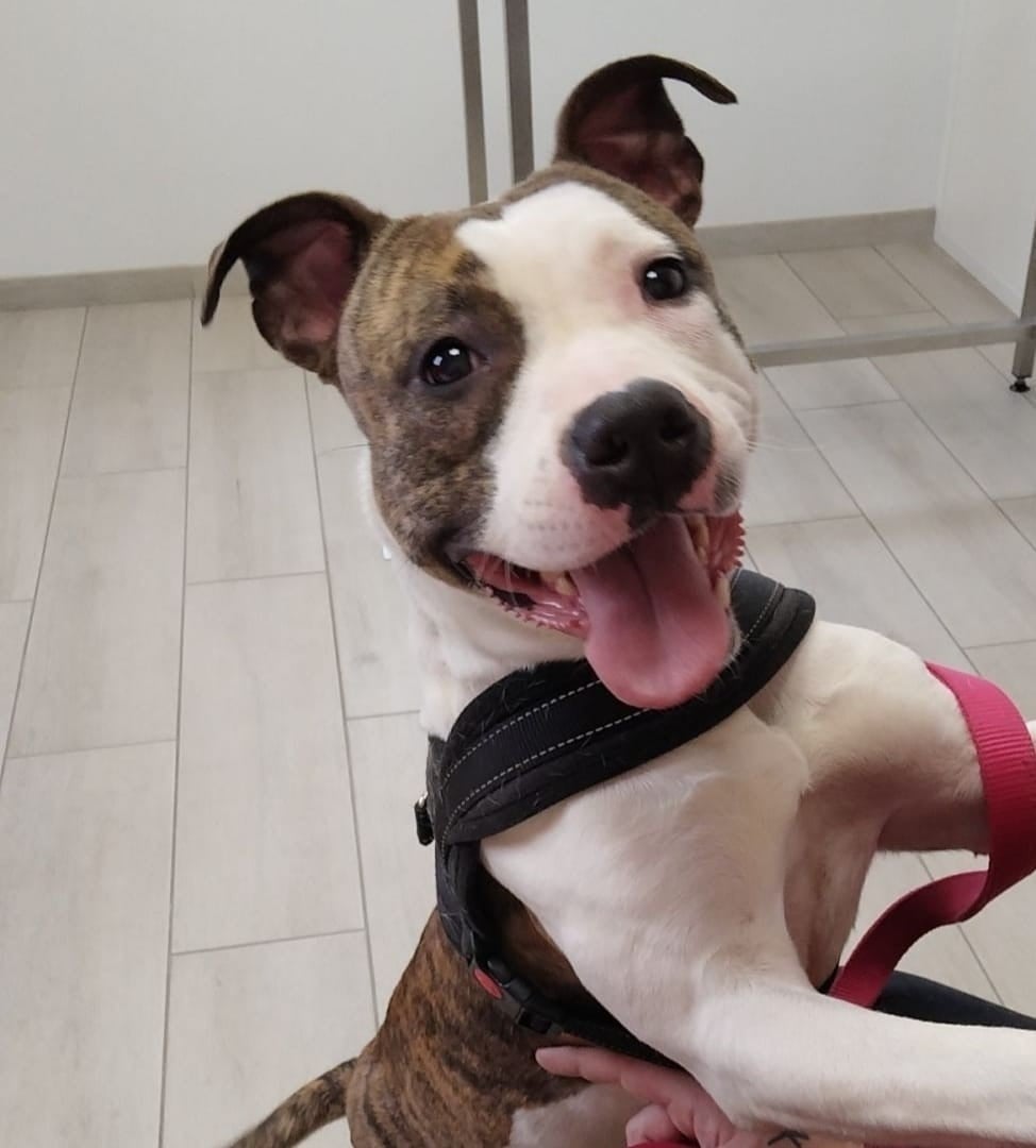 Les American Staffordshire Terrier de l'affixe   Marina Lapierre