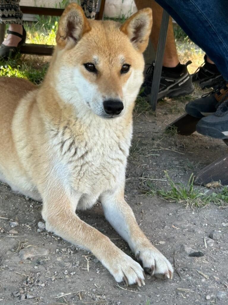 Les Shiba de l'affixe   Marie-claire Arnaud
