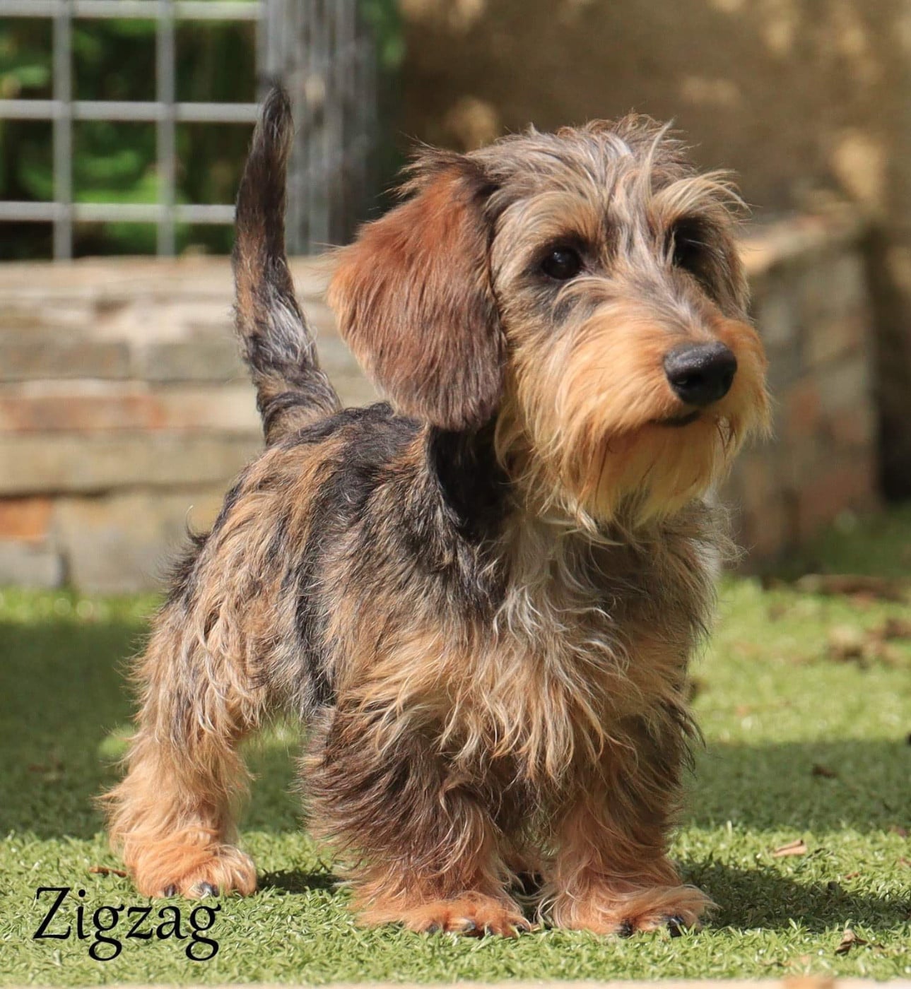 Les Teckel poil dur de l'affixe   Du Royaume Du Wakanda