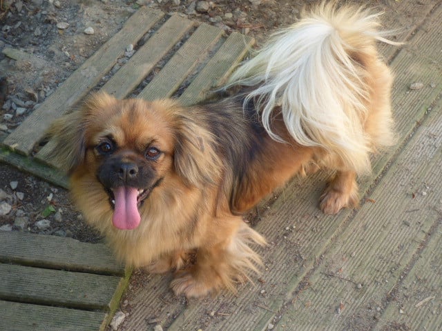 Les Epagneul tibetain de l'affixe   Des Amis De Zoé