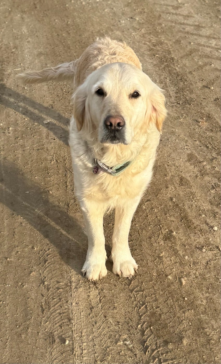 Les Golden Retriever de l'affixe   Marie-claire Arnaud