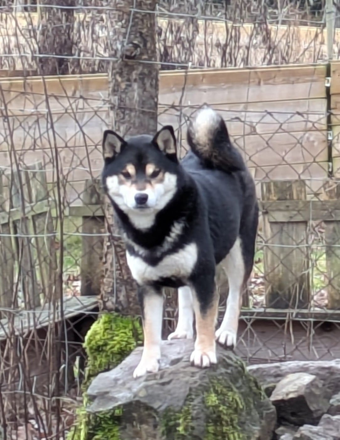 Les Shiba de l'affixe   des Seigneurs d'Orient