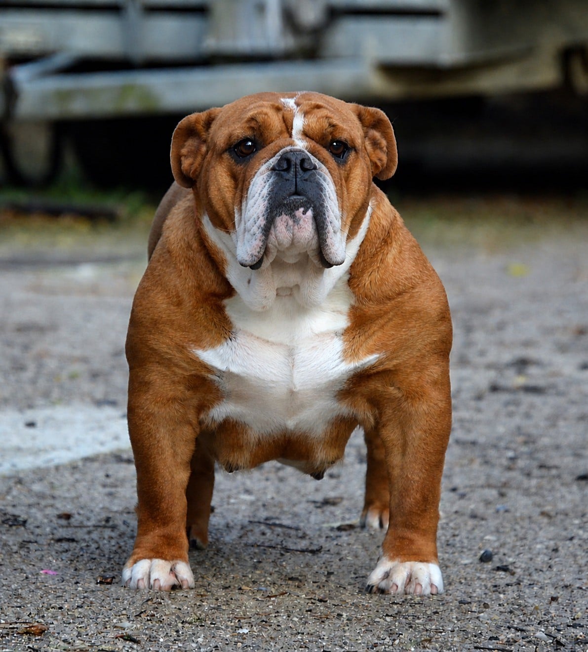 Les Bulldog Anglais de l'affixe   De kalinka des roches blanches