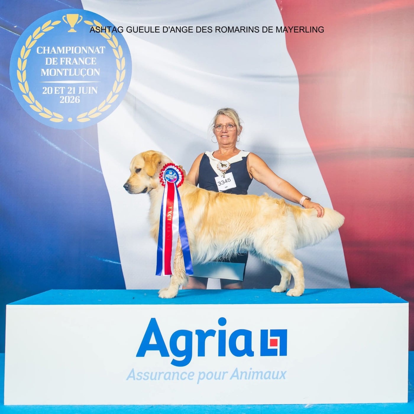 Les Golden Retriever de l'affixe   des rives de l'Hyrome