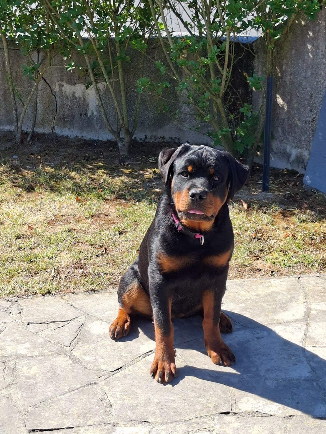 Bonnie du champ des louves
