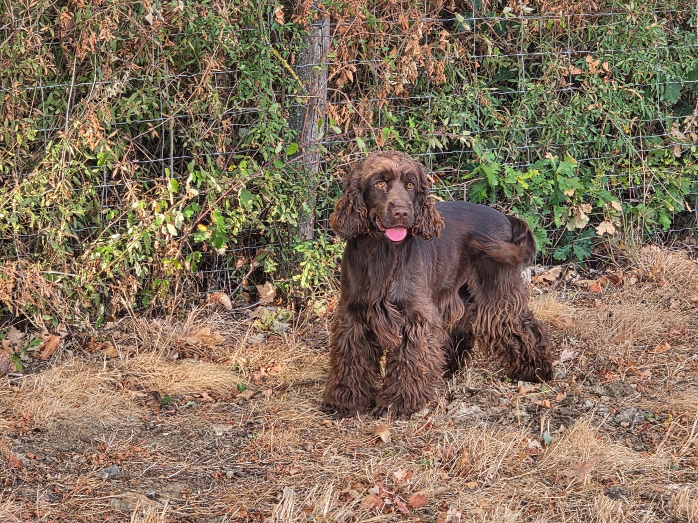 Les Cocker Spaniel Anglais de l'affixe   Du Domaine De La Verrinette