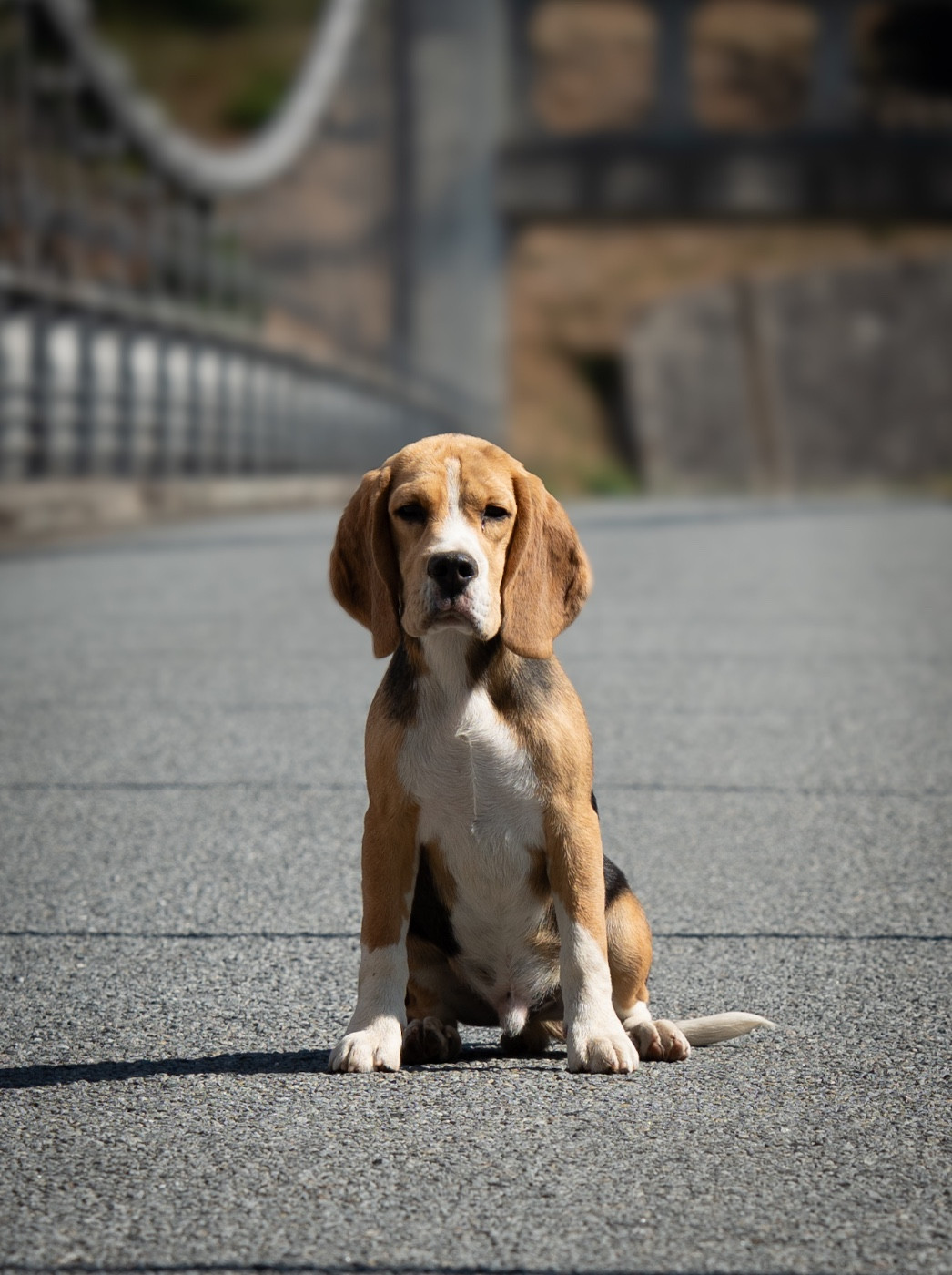 Les Beagle de l'affixe   De La Rivière D’Hayley