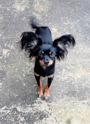 Volt dit viky De La Petite Rivagerie